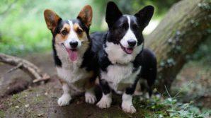 Dopo la morte della Regina Elisabetta, è raddoppiato il prezzo del cane di razza Corgi