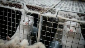 Addio alle pellicce, stop agli allevamenti anche in Lettonia