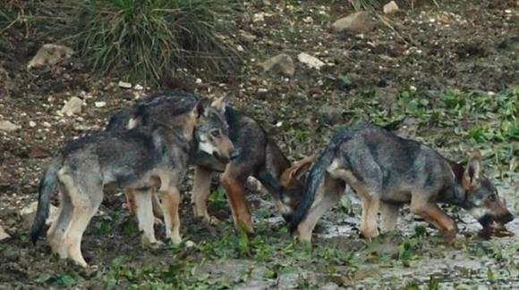 Liguria, nove cuccioli di lupo attraversano il bosco con la mamma (Video)