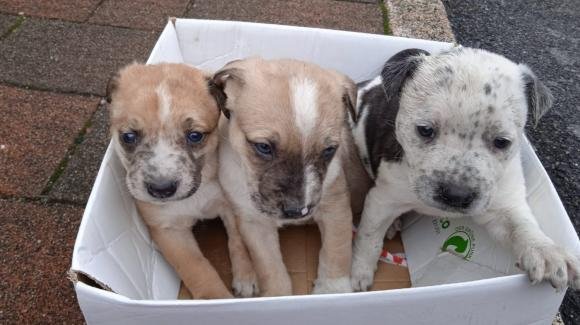 Cuccioli simil Pitbull abbandonati in una scatola: ora cercano adozione