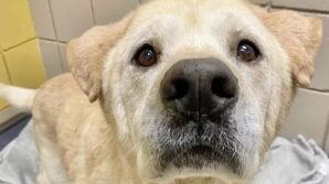 Martin, il cane con il muso da orsacchiotto che nessuno vuole: riportato in canile 7 volte
