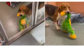 Cucciolo si rifiuta di lasciare il giocattolo che gli hanno regalato in canile