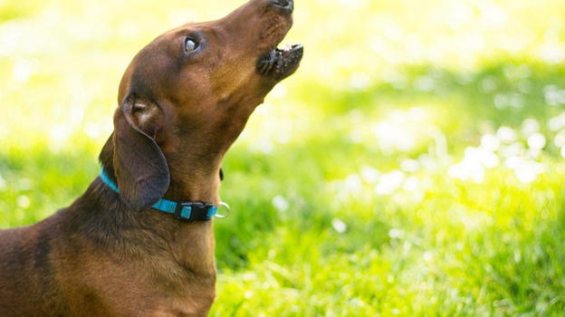 Macabro ritrovamento a Grosseto: due cadaveri ritrovati grazie all’abbaiare di un cane