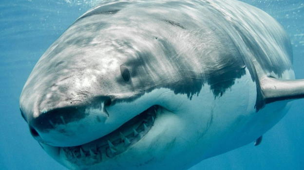 Squalo attacca surfista, lui si salva prendendolo a calci