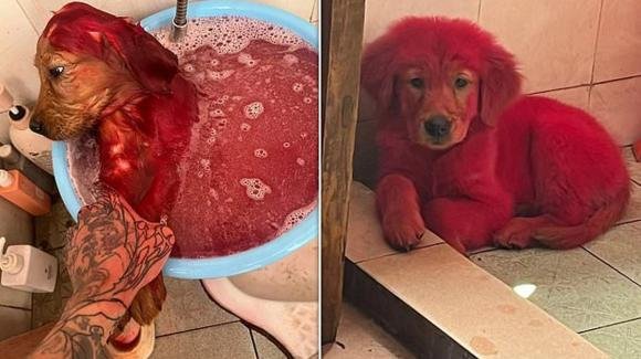Cina: colora il cane di rosso per sfoggiarlo sul web