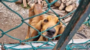 Sequestrato cane ridotto a uno scheletro: