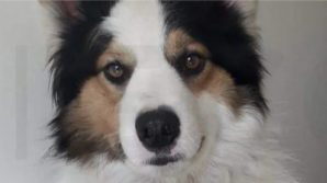 Villapiana, cane ucciso con un’arma da fuoco