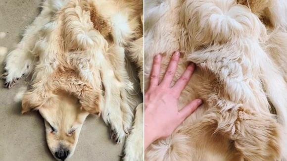 Famiglia accusata di aver trasformato il cane morto in un tappeto, è polemica