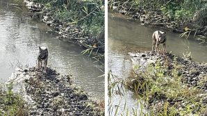 Roma: avvistato lupo al Labaro, psicosi in città