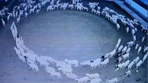 Mongolia, il mistero del gregge che gira in tondo