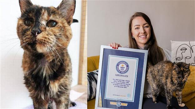 A 26 anni e 329 giorni, Flossie diventa la gatta vivente più vecchia al mondo