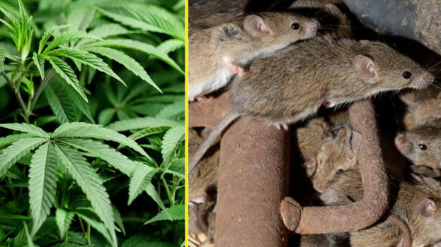 Ratti entrano in una stazione di polizia e divorano 500 chili di cannabis