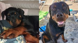 Offerta ricompensa di 10 mila Euro per ritrovare cani rubati a un bimbo autistico