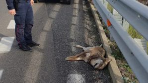 Lupo trovato morto lungo la SS 106 a Rocca Imperiale