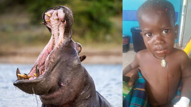 Uganda: ippopotamo ingoia bambino di 2 anni e lo sputa, è vivo