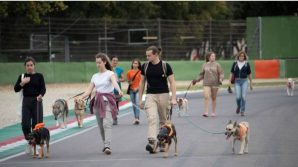 900 euro a chi possiede animali domestici: come fare richiesta