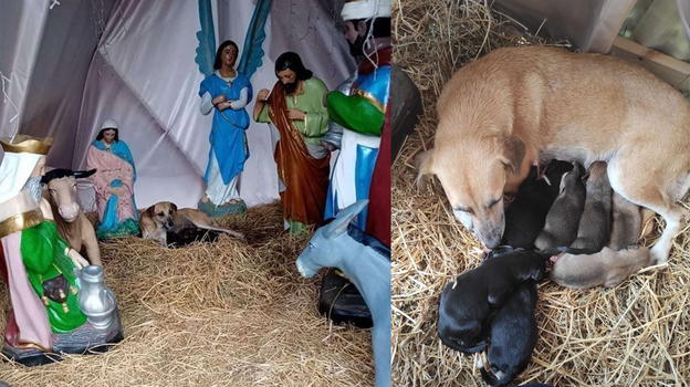 Messico: cagnolina randagia partorisce in un presepe, l’intera comunità si prende cura dei cuccioli