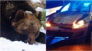 L’orso Juan Carrito, star dei social, è morto investito da un’auto