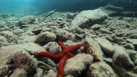 Addio alle stelle marine, a rischio estinzione