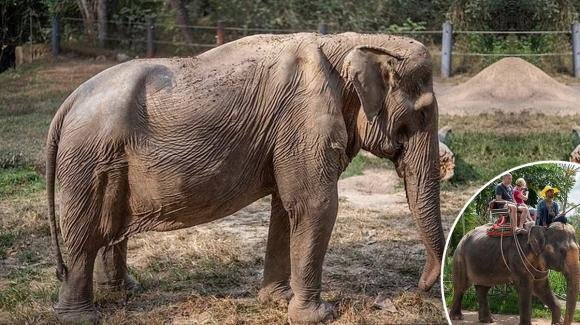 Elefantessa con la schiena deformata dopo 25 anni di trasporto turisti