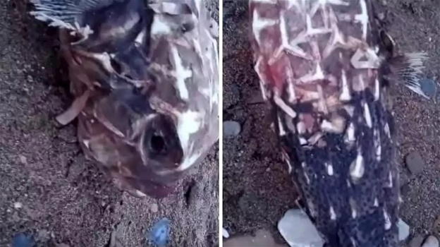 Scoperta a Santa Marinella, trovato un pesce istrice