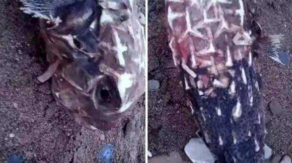 Scoperta a Santa Marinella, trovato un pesce istrice