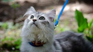 I segreti più affascinanti dei gatti domestici