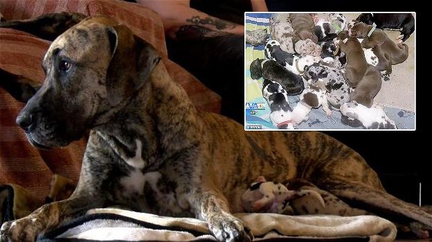 Alano di 2 anni partorisce 21 cuccioli dopo 27 ore di travaglio