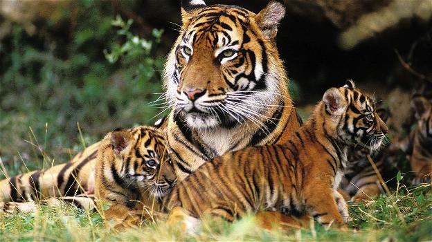 India, popolazione delle tigri più che raddoppiata in 15 anni