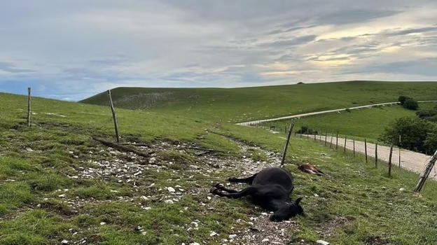 Urbino, violenta tempesta di fulmini causa una strage di cavalli sul Monte Catria
