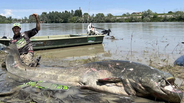 Pesce lungo quasi 3 metri pescato nel fiume Po