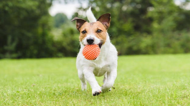 Stimolare il cane mentalmente e fisicamente è fondamentale per il suo benessere