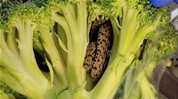 Apre una confezione di broccoli acquistata al supermercato e ci trova dentro un serpente vivo