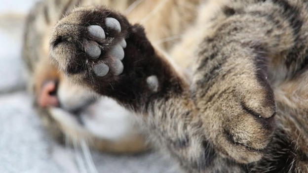 Pescara, meccanico crea un’oasi-rifugio per gatti nella sua officina