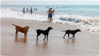 Vieste propone un modello innovativo che prevede spiagge aperte ai cani