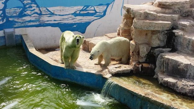 L’appello dell’associazione animalista: "Troppo caldo, liberate gli orsi polari dello Zoosafari di Fasano"