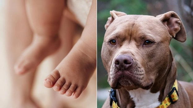Taranto, pitbull fiuta e salva un neonato abbandonato: aveva il cordone ombelicale