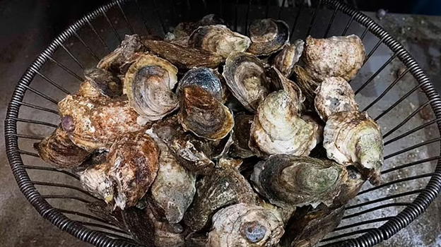 Mangiano ostriche crude, due decessi negli USA: "Colpa di un batterio"