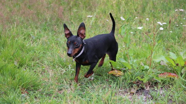 Il cane abbaia e salva il proprietario di 86 anni: era svenuto in giardino