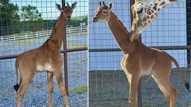 Giraffa senza macchie nasce in uno zoo, esemplare unico al mondo