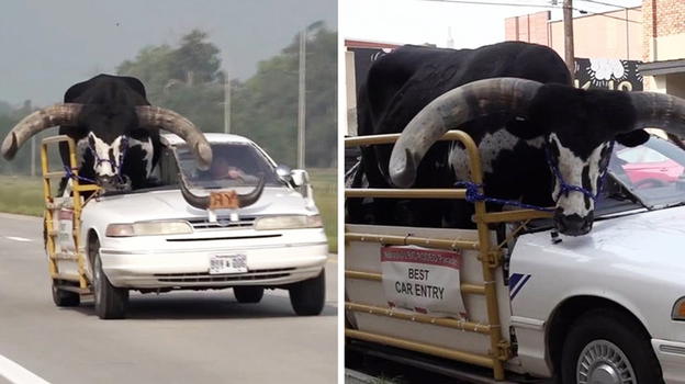 Viaggia con un toro adulto sul sedile del passeggero, fermato dalla polizia