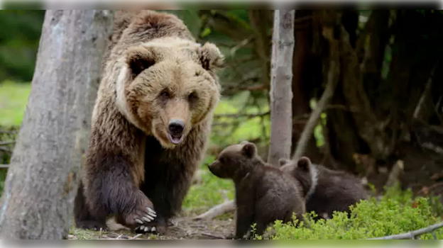 Parla il direttore del parco: "L’orsa ha avuto la sola colpa di incappare nell’ignoranza e nella cattiveria umana"