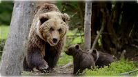 Parla il direttore del parco: "L’orsa ha avuto la sola colpa di incappare nell’ignoranza e nella cattiveria umana"