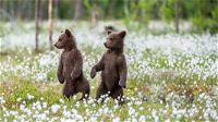 Gli orsetti di Amarena, dopo essersi separati, sono ora autonomi e vivono indipendentemente all’interno del Parco