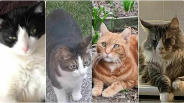 Bologna, spariscono 30 gatti in un mese: una taglia di 4mila euro sul rapitore
