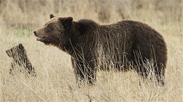 USA: soppressa orsa grizzly che aveva sbranato una donna, il suo cucciolo finirà allo zoo