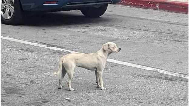 Cane resta davanti all’ospedale per aspettare il proprietario, ma non lo rivedrà mai più