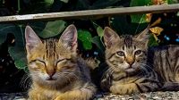 L’Australia propone coprifuoco e sterilizzazioni contro i gatti