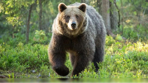 Orsa Amarena, sequestrato il cellulare del cacciatore