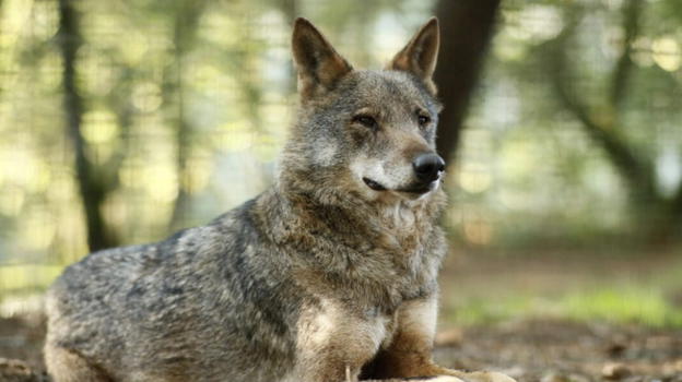 La lupa di San Salvo che attaccava i passanti è stata catturata